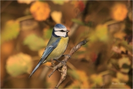 <p>SÝKORA MODŘINKA (Cyanistes caeruleus) ---- /Eurasian blue tit - Blaumeise/</p>